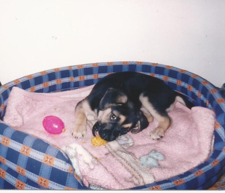 When Your Furry Friend Leaves&nbsp;You