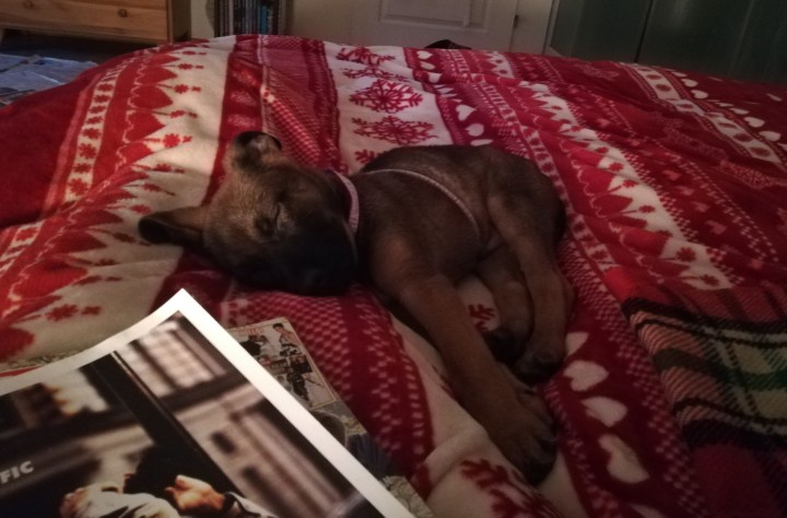 What a Difference a Puppy&nbsp;Makes!